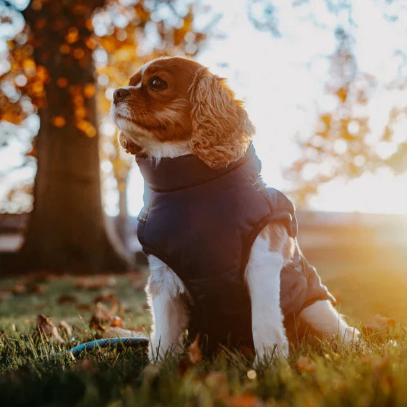 GoldPaw - Vattert hundejakke med innebygd sele for Golden Retrievere