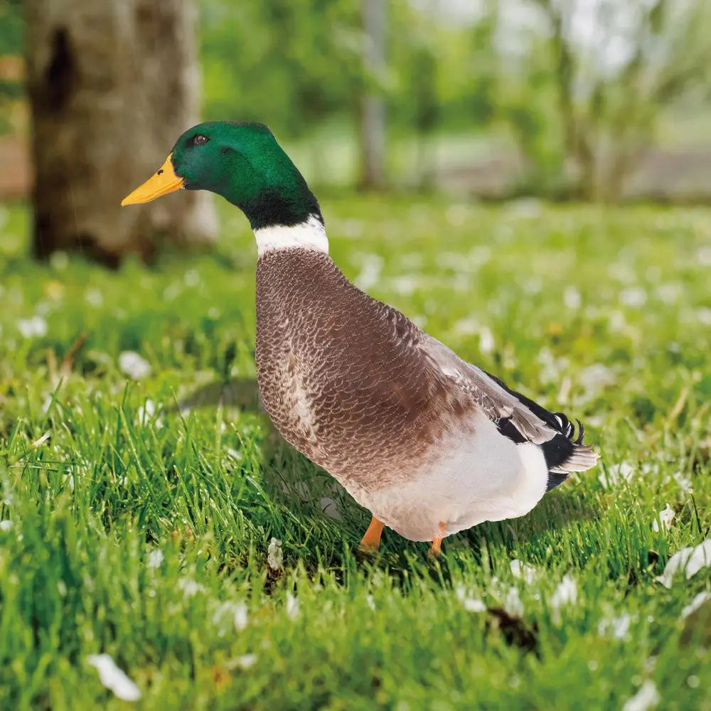 DuoDuck Realistisk dobbeltsidig skulptur av stokkand