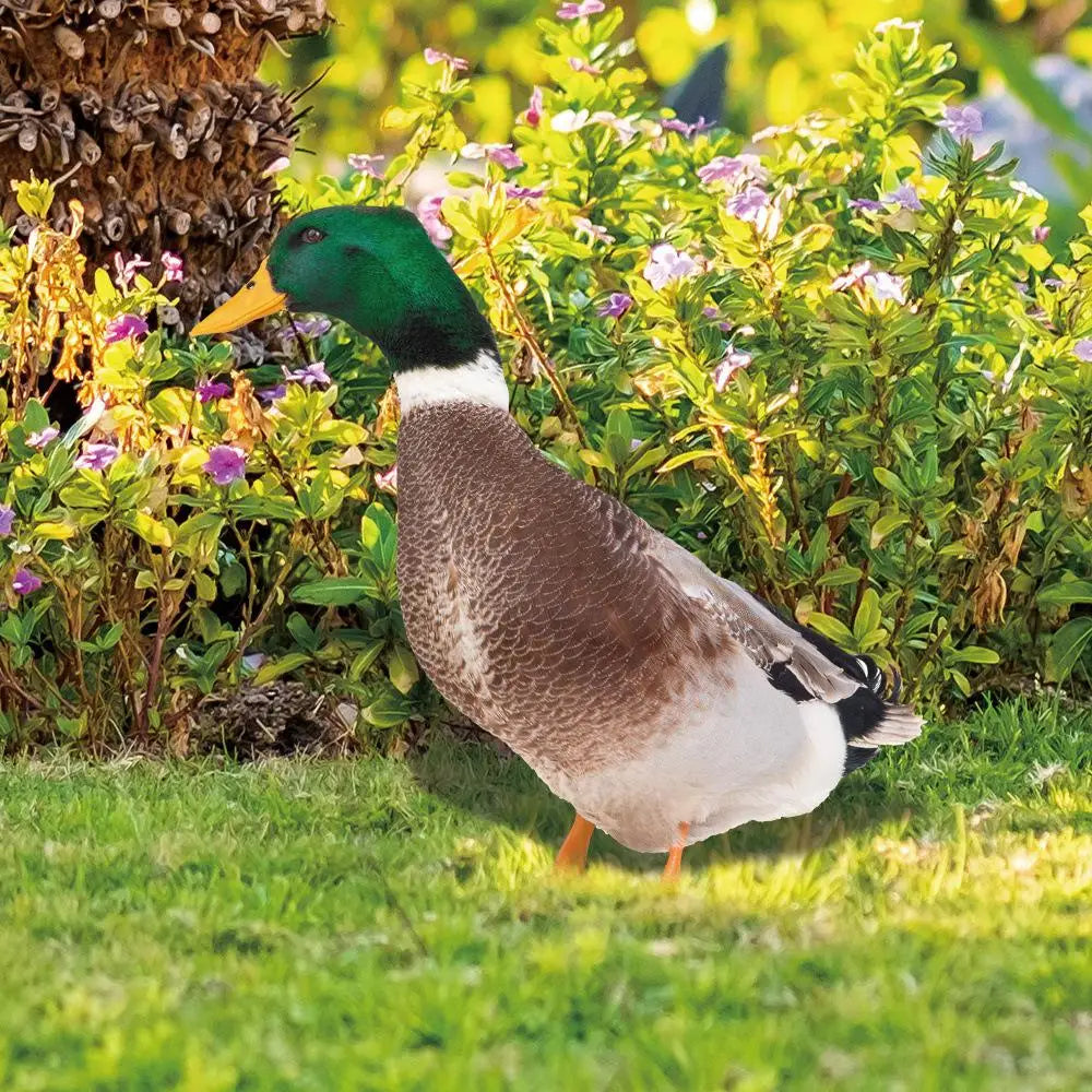 DuoDuck Realistisk dobbeltsidig skulptur av stokkand
