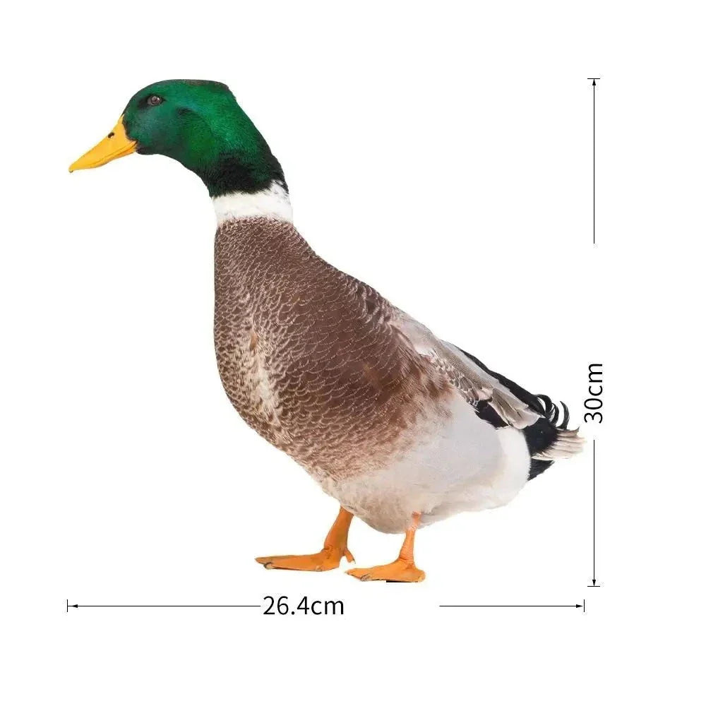 DuoDuck Realistisk dobbeltsidig skulptur av stokkand