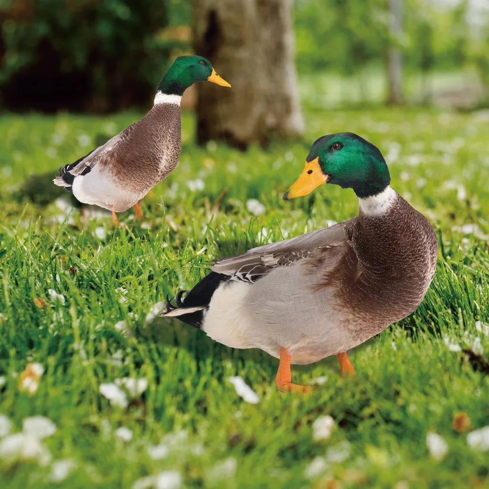 DuoDuck Realistisk dobbeltsidig skulptur av stokkand
